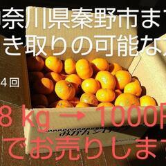 今季第4回目入荷 8kg 1000円 みかん ミカン 🍊 神奈川...