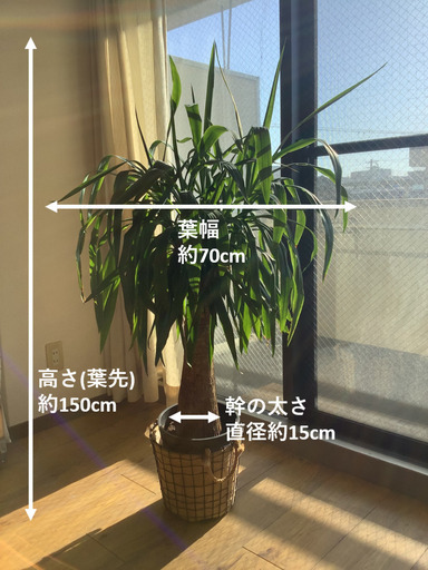 ユッカ エレファンティペス マヤツリー 8号 (観葉植物)  本物•良品•美品