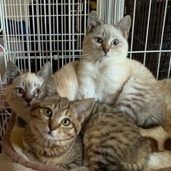 可愛い可愛い3兄妹です