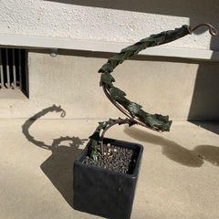 セロペギアボッセリ ドラゴンプランツ