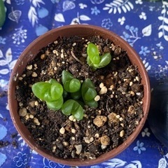 多肉植物④ハオルチア(シンビフォルミス)の画像