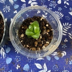 多肉植物④ハオルチア(シンビフォルミス)の画像
