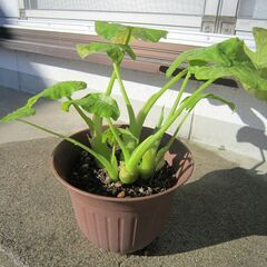 ★クワズイモ（小）「佛手蓮」８号鉢：人気の観葉植物！の画像