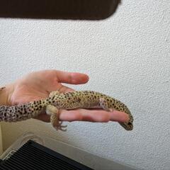 （里親希望締め切ります）レオパードゲッコウ（レオパ）