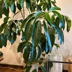 ツピダンサス10号鉢　約180cmの画像