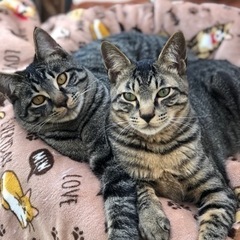 猫より、ワンちゃんと暮らせます^_^