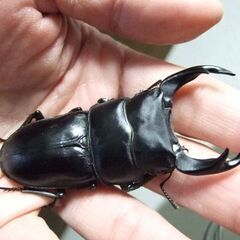 佐賀県産オオクワガタ ♂74.3ミリ ♀49.3ミリ ペアの画像