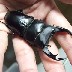 佐賀県産オオクワガタ ♂74.3ミリ ♀49.3ミリ ペアの画像