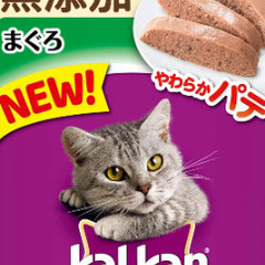 猫えさ