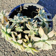 多肉植物　1の画像