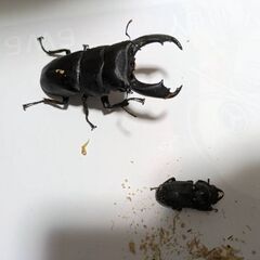 テイオウヒラタクワガタ（セットNo.2）