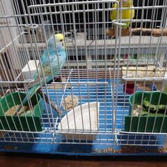 セキセイインコつがい - 江戸川区