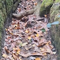 落ち葉 募集中です。