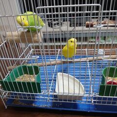 セイセイインコ
