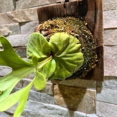 P.ridleyi_リドレイ リトル プリンセス◇ ビカクシダ (TROTTER
