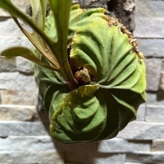 P.ridleyi_リドレイ d◆ ビカクシダ コルク付の画像