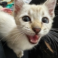 シャム猫ちゃん  推定 女のコ🎀