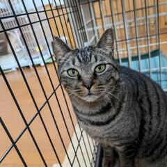 デレデレで膝に乗ってきます。人懐こさ抜群