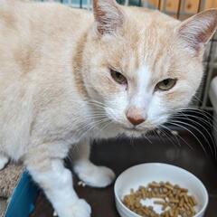 毛色が黄色できれいなオス猫さん