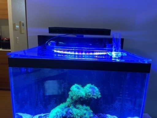 とても静かなオーバーフロー水槽一式と生体