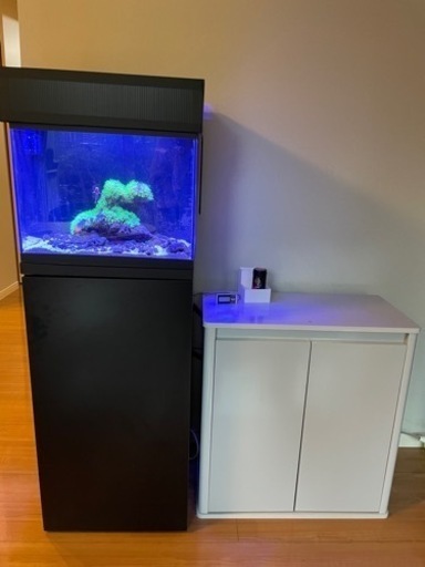 とても静かなオーバーフロー水槽一式と生体