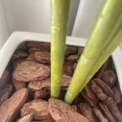 鉢付きフェイクグリーン（観葉植物）140cmの画像