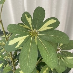 鉢付きフェイクグリーン（観葉植物）140cmの画像