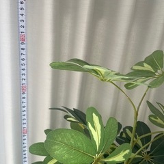 鉢付きフェイクグリーン（観葉植物）140cmの画像