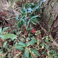 随時受付中です。植栽 植木どれでも好きなだけどうぞ。の画像