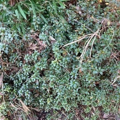 随時受付中です。植栽 植木どれでも好きなだけどうぞ。の画像