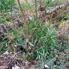 随時受付中です。植栽 植木どれでも好きなだけどうぞ。の画像
