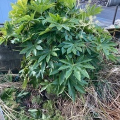 随時受付中です。植栽 植木どれでも好きなだけどうぞ。の画像