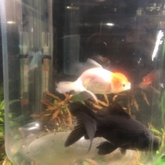 金魚水槽
