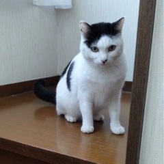 人が大好きなチビちゃんの里親募集　実際見ると凄く可愛いです。1匹...