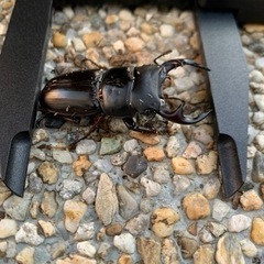 オオクワガタ 成虫 51.6mm ♂