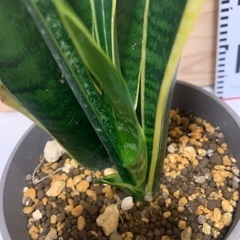 サンスベリア　観葉植物　インテリアの画像