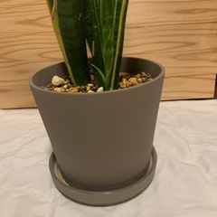 サンスベリア　観葉植物　インテリアの画像