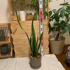 サンスベリア　観葉植物　インテリアの画像