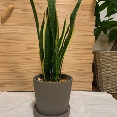 サンスベリア　観葉植物　インテリア