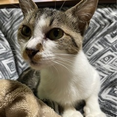 キジ白⭐︎甘えん坊【トライアル中です】