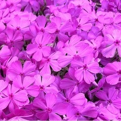 芝桜　ピンク