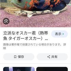 熱帯魚　タイガーオスカー