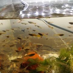 グッピー欲しい方いませんか？の画像