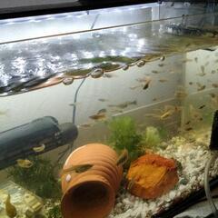 グッピー欲しい方いませんか？の画像