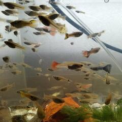 グッピー欲しい方いませんか？の画像