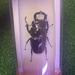 タランドゥスオオツヤクワガタの中古が安い！激安で譲ります