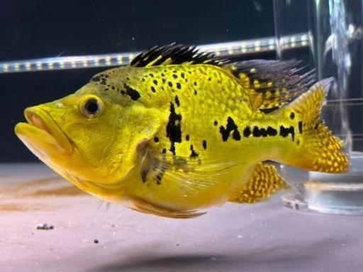 キクラウルトラショート