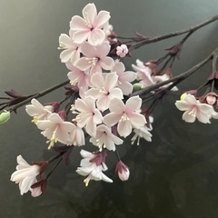 初心者さんのクレイフラワー教室の画像