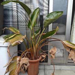 観葉植物　現状渡し　オーガスタ