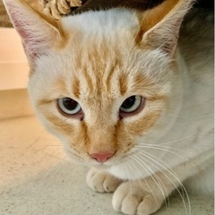 この子で保護猫最後になると思います　元気いっぱいイケメン男の子❣️  - 帯広市